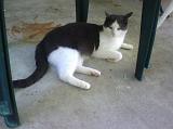 20081212_Kitty Kat_027